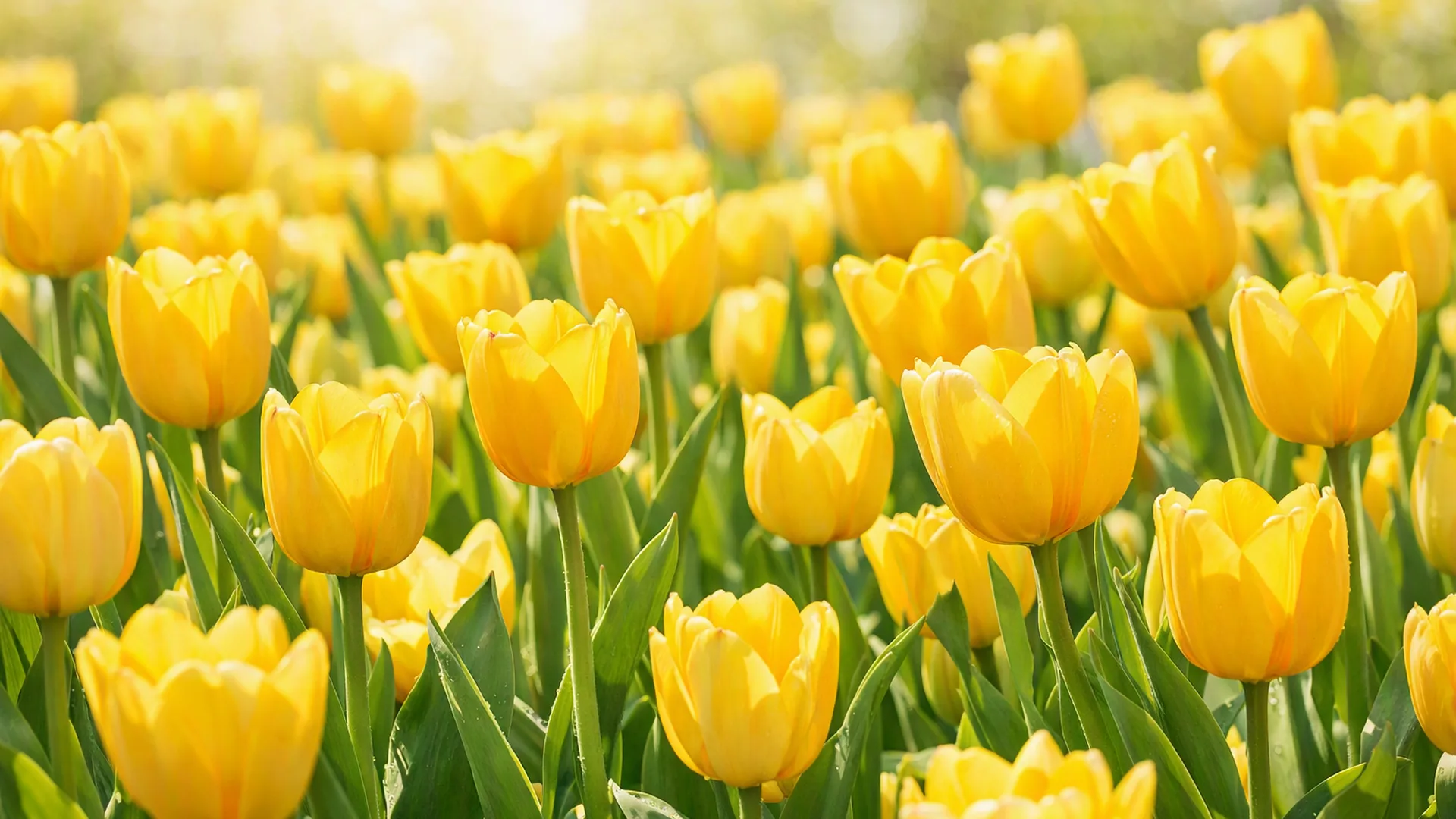 Tulpen - dé lentebloem