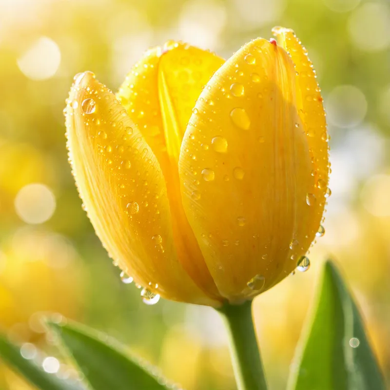 Klassieke tulp